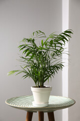 Beautiful Ravenea rivularis plant in pot on table indoors. House decor