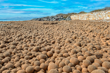 Close up on thousands of ball-shaped algae. Hundreds of sphere of poseidon beside the sea in a sunny day. Brown egagrophilus over the sand in the beach also called Neptune's balls or sea's kiwi.
