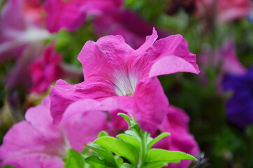 Petunien, Balkonpflanzen, Pink