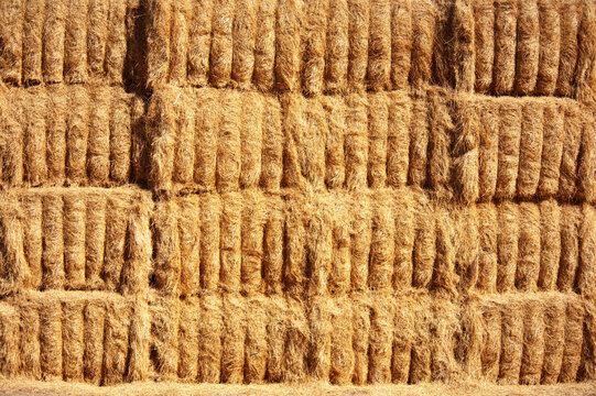 Close-up of a stack of hay bales in a field, USA
