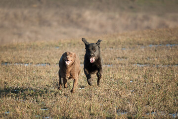 cute brown kelpie labrador mixed breed dog and a dirty dust covered black labrador retriever running through a muddy grass field