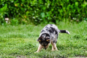 dog on grass, photo as a background , australian german shepard sheperd dog