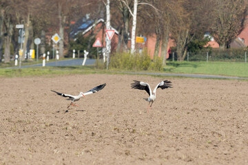 Obraz premium Weißstorch im Flug