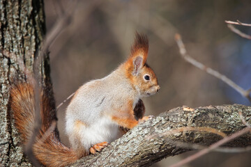 Naklejka na ściany i meble Squirrel in winter sits on a tree..