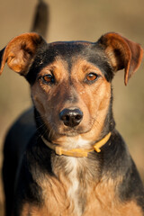 cute little dachshund terrier mixed breed dog portrait at sunset