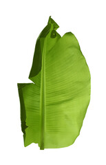 Fototapeta premium Green leaf of banana plant isolated on white