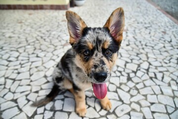 dog in front of window, photo as a background , australian german shepard sheperd dog