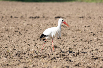 Weißstorch sucht auf dem Acker nach Nahrung