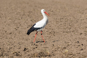 Weißstorch sucht auf dem Acker nach Nahrung