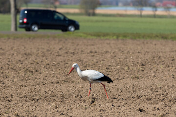 Weißstorch sucht auf dem Acker nach Nahrung