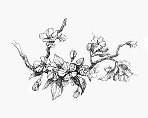 Apple blossom hand drawn