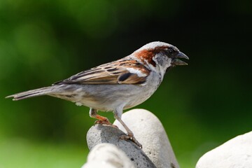 House sparrow, Passer domesticus stands on the stones. Czechia. Europe.