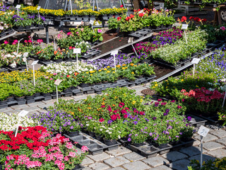 Fototapeta na wymiar verschiedene Blumen und Pflanzen im Gartenmarkt