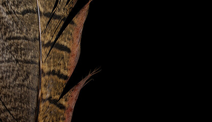 pheasant feather on black isolated background
