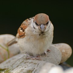 Tree sparrow (Passer montanus) is standing on stones. Czech Republic. Europe.