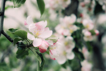 Spring flowers banner. Spring renewal, nature in spring, flowers, blooming, new life, pink flower, sakura blossom