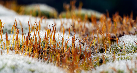 Moossporen im Winter