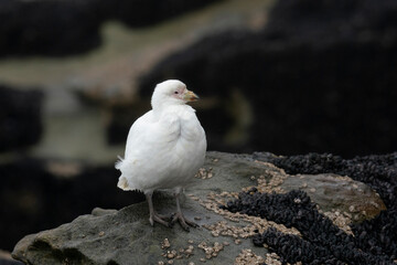 The Snowy Sheathbill (Chionis albus)