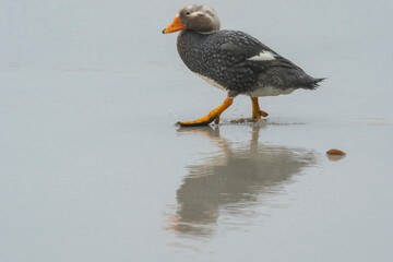 Steamer Duck (Tachyeres brachypterus)