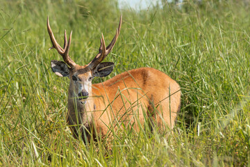 Naklejka na ściany i meble Marsh deer adult male with horns, grazing in green field with tall grass