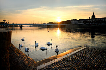Swans that gather in the evening on the banks of the Rhone.