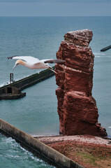 Basstölpel Helgoland