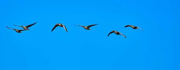 Gray geese, anser anser, isolated against bright blue sky in formation flight.