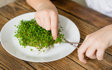 Fresh micro green arugula seedlings on white ceramic plate standing on old, grunge wooden table. Growing micro green for a healthy diet. A girl cuts young green shoots with scissors.