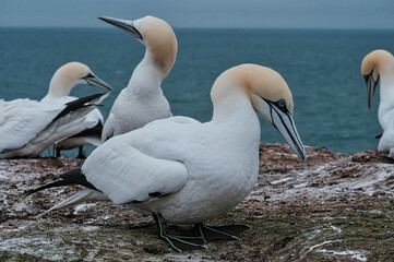 Obraz premium Basstölpel Helgoland