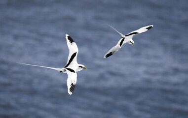 Pair of Flying White-tailed tropicbird (Phaethon lepturus) at south coast of La Reunion