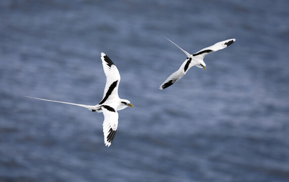 Pair of Flying White-tailed tropicbird (Phaethon lepturus) at south coast of La Reunion