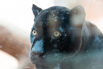 Fototapeta premium black panther shot close up behind glass at the zoo
