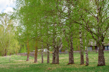 Young green foliage blooms in the trees. Birch tree with fresh green leaves in a meadow in the village. Nature awakening in spring. Rural landscape and countryside.