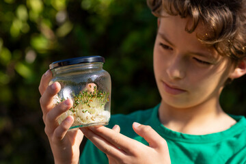 Blond boy watching sprouts, germinated seeds in glass jar