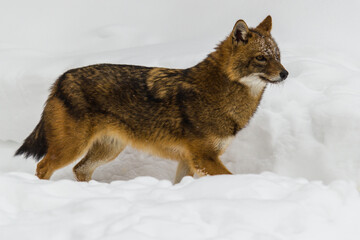 Naklejka premium Jackal in the white snow