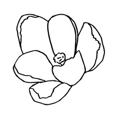 Vector ilustration of crocus, great design for any purposes. Outline flowers. Greeting minimalistic card design. Art element.