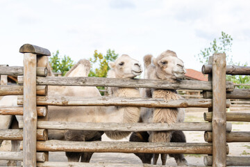 camel in an aviary at the zoo