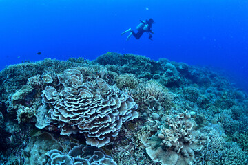沖縄、水納島のネズミフグ。
