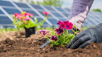 Man plants flowers in soil, solar panels in the background