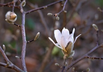 Fototapeta na wymiar White magnolia flower in the garden black and white