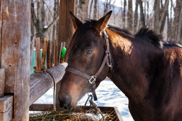 Horse muzzles of red-brown color in bridles stand side by side and separately.