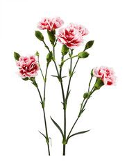 Red and white carnation flowers with green buds and leaves