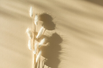 Dried bunny tail grass on natural beige background. - obrazy, fototapety, plakaty
