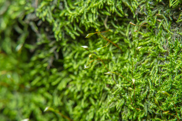 Green background with tree climacium moss in soft focus at high magnification. The beauty of nature and the environment. Insignificant details invisible to the naked eye.