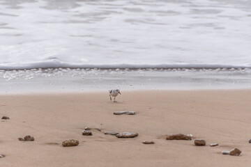 Little beach bird running through the foam of the waves