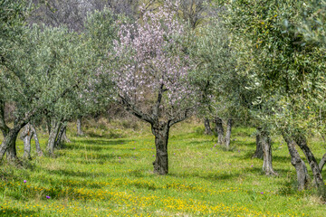 Cerisiers en fleurs au printemps dans une oliveraie