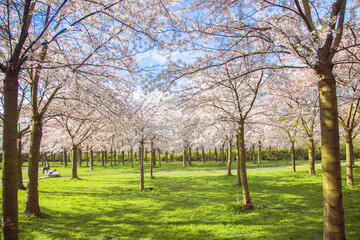 Beautiful delicate spring flowers of Japanese cherry blossom sakura.