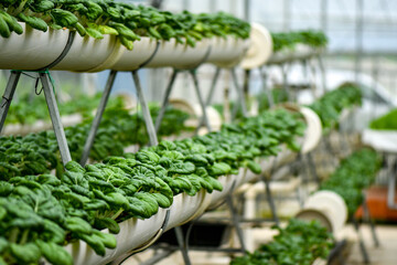 Verticale farming for Milk cabbage