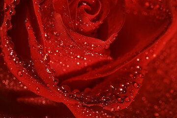 Naklejka premium Closeup view of beautiful blooming red rose with dew drops as background