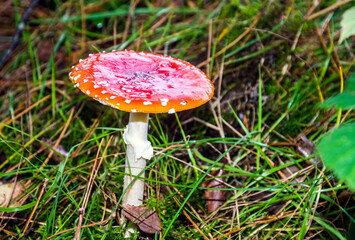 A Fly Agaric in Autumn.